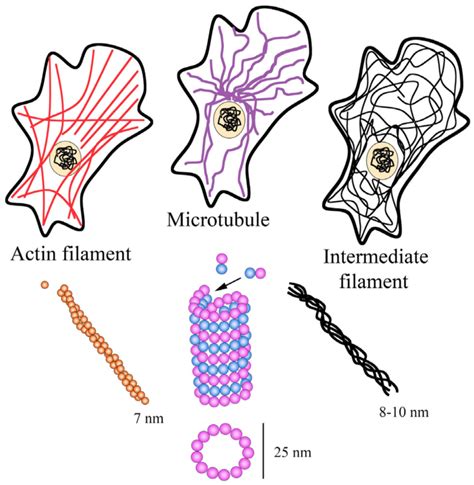 Intermediate Filaments Diagram