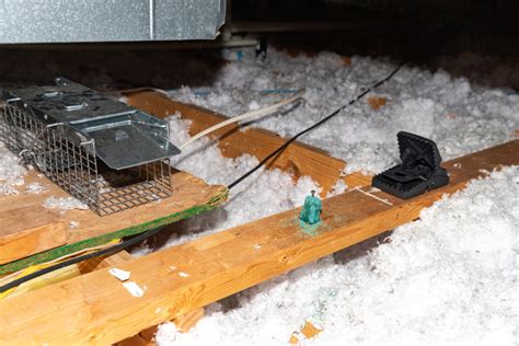 Roof Rats and Mice: Why Your Rodent Roof Traps Aren’t Working - Yale ...