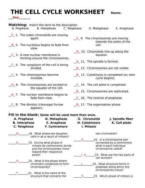 Cell Cycle Worksheet Answer Key – Zip Worksheet