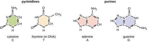 Nucleotides | Types, Examples, Functions & Classification