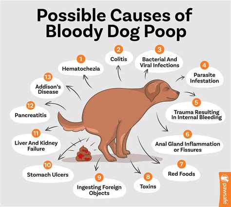 Why is My Dog's Poop Red (Blood)? 13 Reasons and What To Do – PawSafe