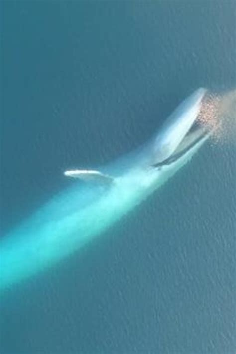 Blue Whales Eating Krill