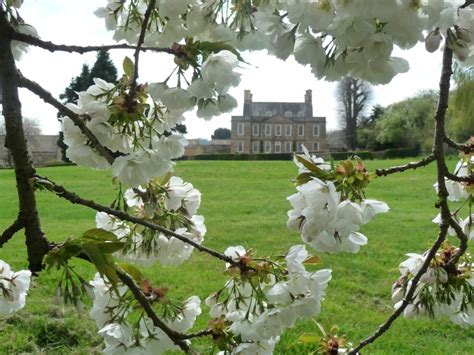 Japanese cherry Prunus 'Shirotae' now in full blossom - Bourton House ...