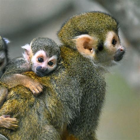 Brookfield Zoo welcomes new baby monkeys | WGN-TV