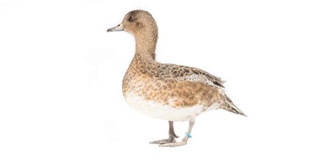 American wigeon | Smithsonian's National Zoo