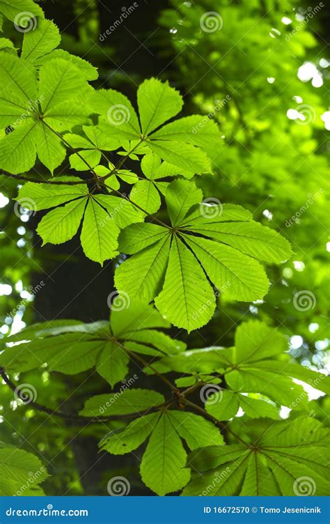 Horse Chestnut tree leaves stock photo. Image of environment - 16672570