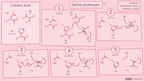 Ayraethazide — Mechanism of serine protease catalysis. The three...