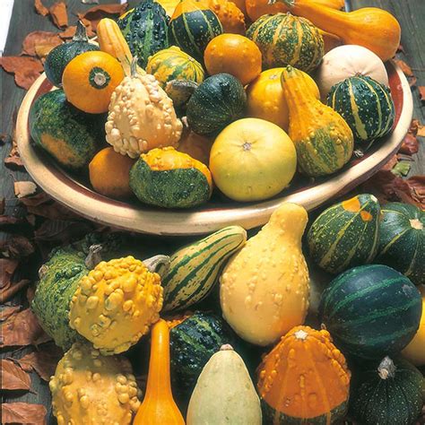 Albums 93+ Pictures Pictures Of Gourds Types Latest