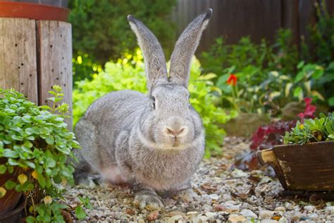 Flemish Giant Rabbit Size Comparison: How Big Do These Rabbits Get? - A ...