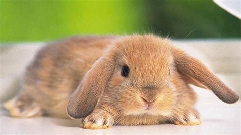 Cute Bunnies 4k Wallpapers - Wallpaper Cave