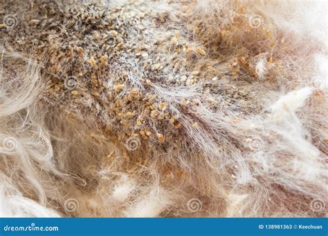 Close-up of Dog Body Skin with Bad Yeast Fungal Infection Stock Image ...