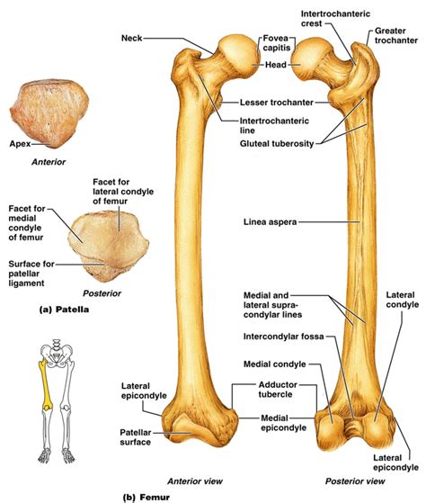 43+ Anatomy Femur Pics