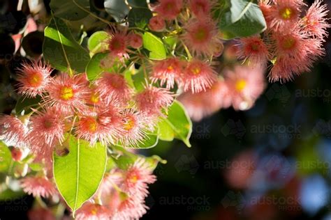 Image of Pink flowering gum (Corymbia ficifolia) flowers - Austockphoto