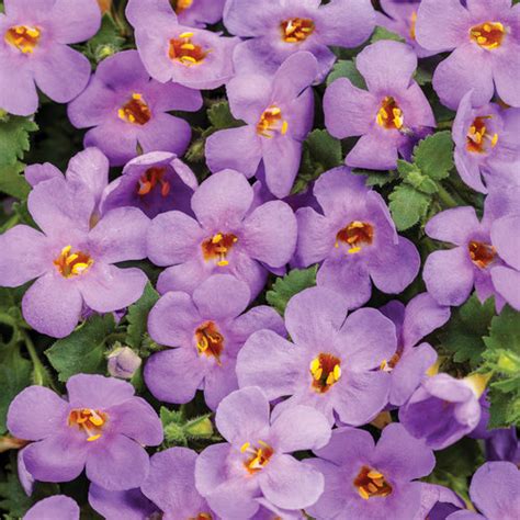 Snowstorm® Blue - Bacopa - Sutera cordata | Proven Winners