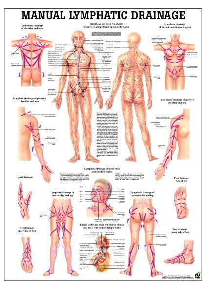 Lymphatic Drainage Poster - Clinical Charts and Supplies