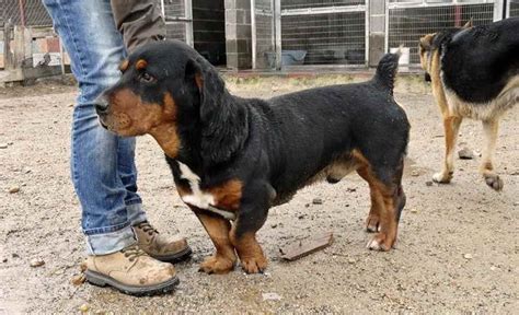 Information About Basset Hound Rottweiler Mix Puppies | PETSIDI