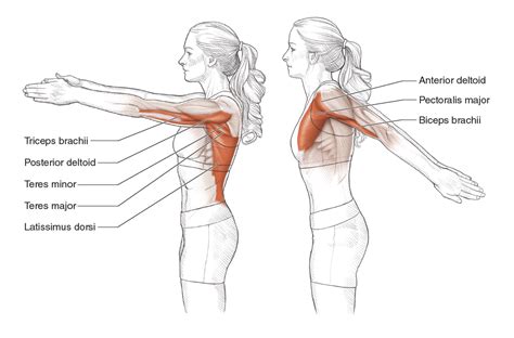 Shoulder Flexion Muscles