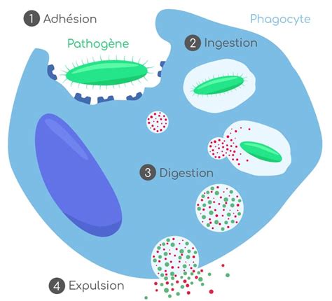 Phagocytes : caractéristiques et mode d'action - Nutrixeal Info