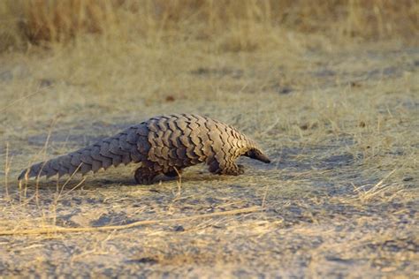 Giant Pangolin Facts, Size, Habitat, Lifespan, Diet, Pictures