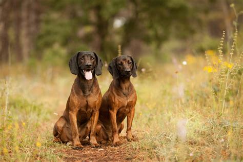 The new breed hoping to sniff out success at Crufts 2023 | Canine Chronicle