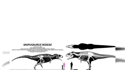 Mapusaurus And Giganotosaurus Size Comparison (Part 2) - YouTube