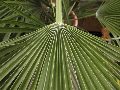 Chamaerops humilis (Arecaceae) image 65011 at PhytoImages.siu.edu