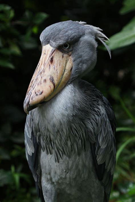 Shoebill Stork | Shoebill, Shoebill stork, Shoebill bird