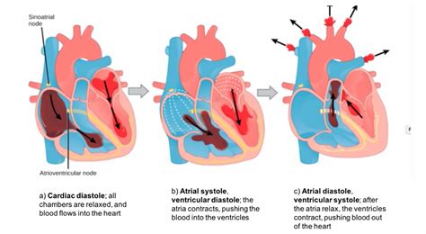 Ventricular Systole