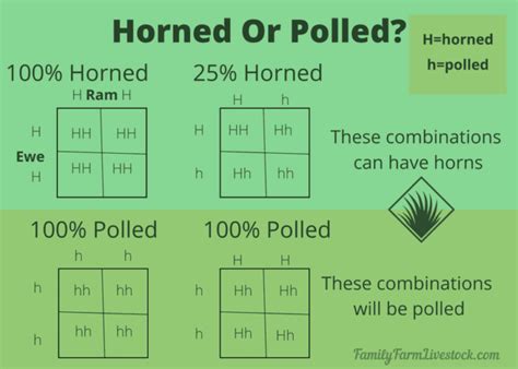 Do Sheep Have Horns? – Family Farm Livestock