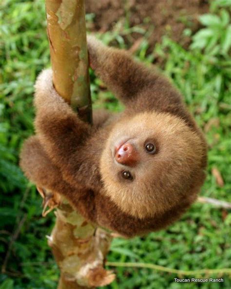 Você já viu um filhote de preguiça aprendendo a escalar? 😍 Cute ...