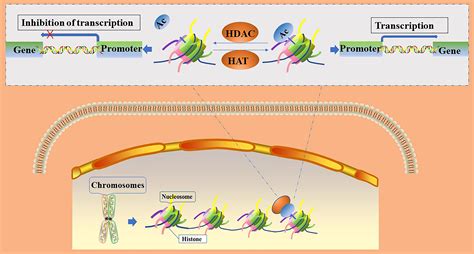 Frontiers | Histone acetylation modifications: A potential targets for ...