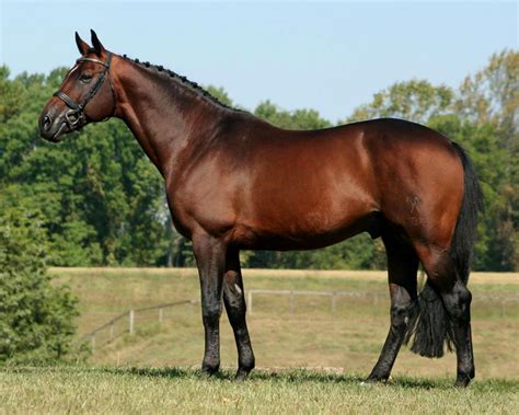 Royal Prince - Hilltop Farm, Inc. | Warmblood horses, Horses, Dressage ...