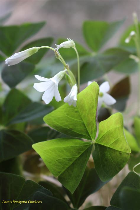 How to Care for a Shamrock Plant - Countryside Network | Shamrock plant ...