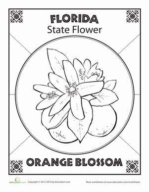 florida state flower drawing - tealandgrayvans