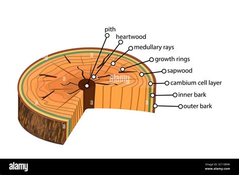 Tree trunk cross section diagram hi-res stock photography and images ...