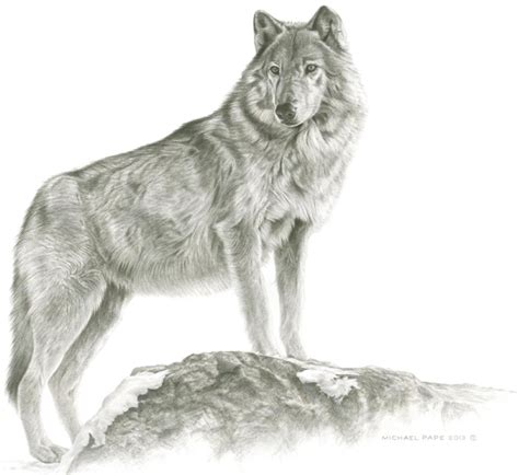 Simple Gray Wolf Drawing