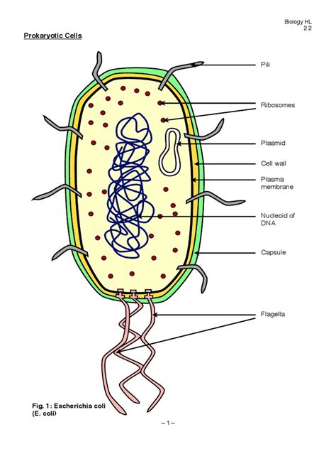 Prokaryotic Cell Structure