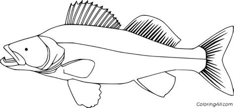 13 Free Printable Walleye Coloring Pages