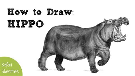 Realistic Hippopotamus Drawing