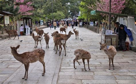 Messengers of the gods: 1,400-year religious protection of sika deer in ...