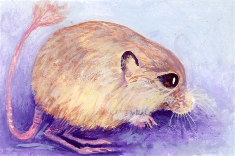 Baluchistan Pygmy Jerboa-Postcards for the Lunchbag | Flickr