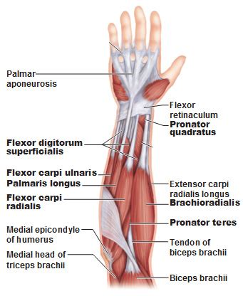 Muscles of the Forearm - Antranik.org