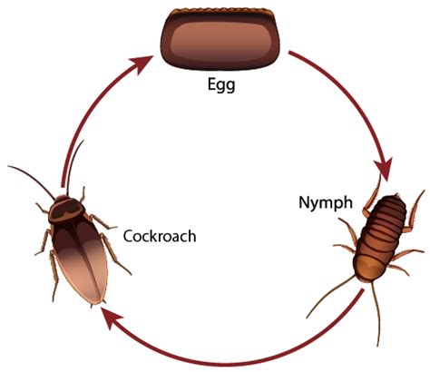 The Life Cycle of A Cockroach and A Frog