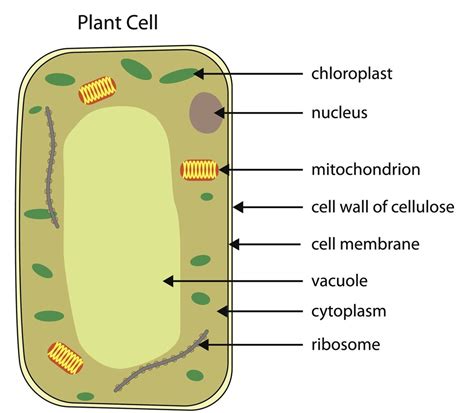 Vacuole Analogy - Biology Wise