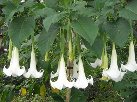 brugmansia - on patio? | Angel trumpet, Poisonous plants, Brugmansia