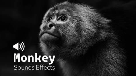 Monkey Sound Effect | Animal Sounds | Monkey Sounds - YouTube