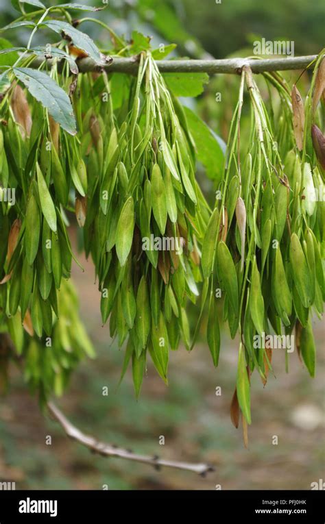 Cluster of ash tree seeds Stock Photo - Alamy