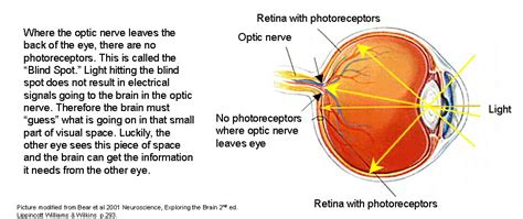 How To Check Blind Spot In Eye - What can it tell you and how do you ...