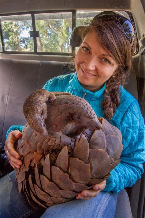 Undercover pangolin rescue ends in two-for-one surprise | Poaching ...