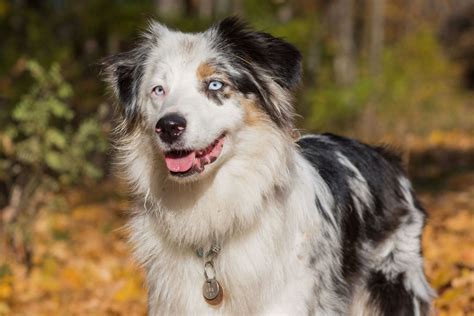 Herding Dog Breeds | The Smart Dog Guide